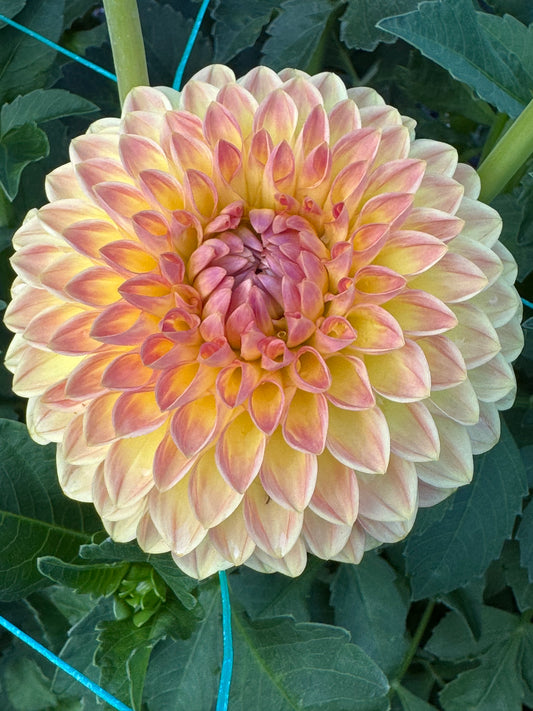 Blyton Softer Gleam (Pot Tubers)