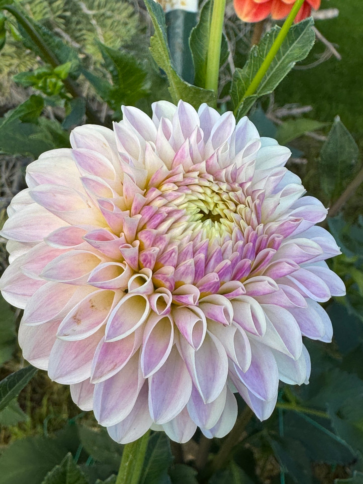 Tahoma Kelli (Pot Tubers)