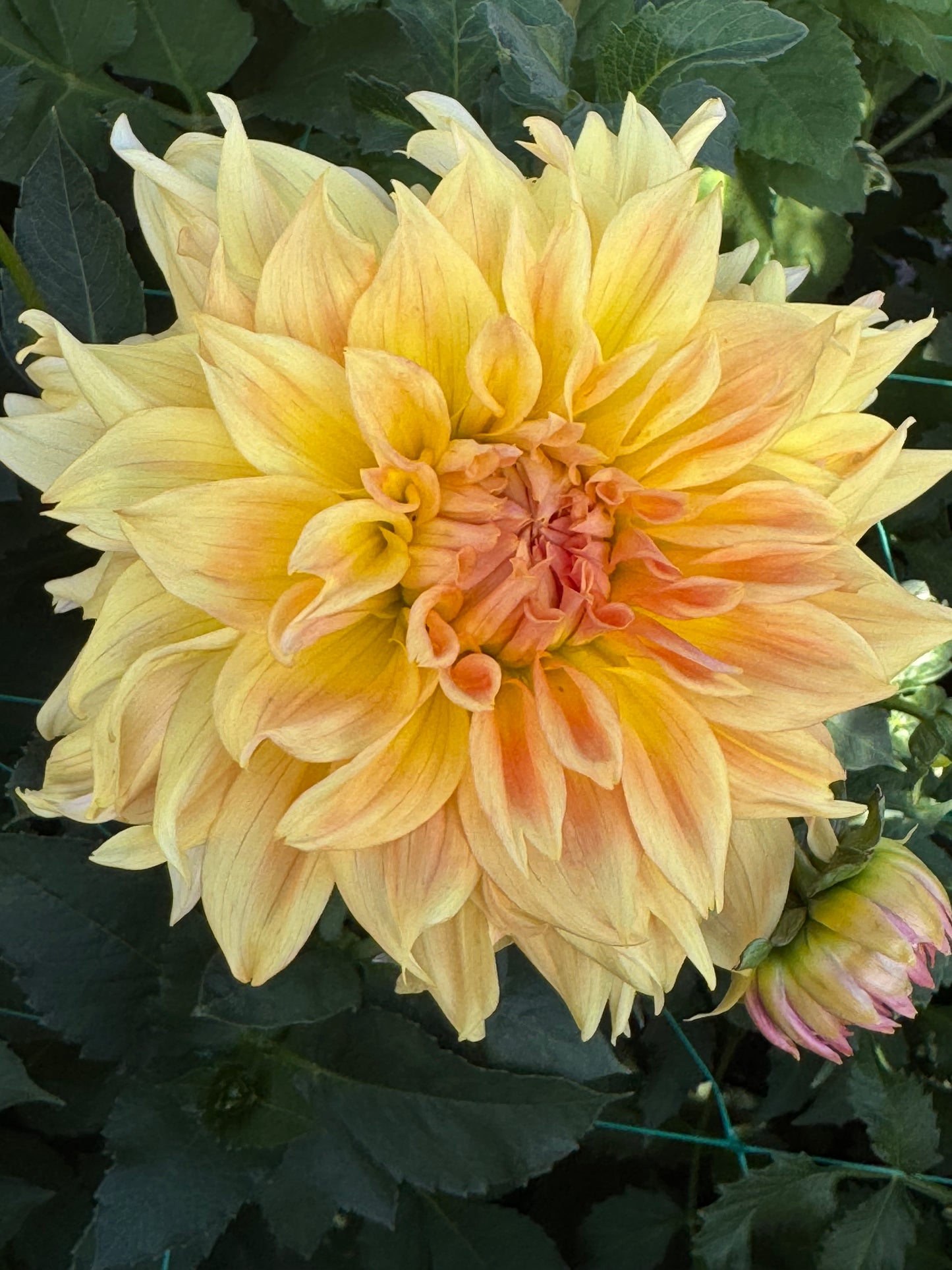 Goshen Giant (Pot Tubers)