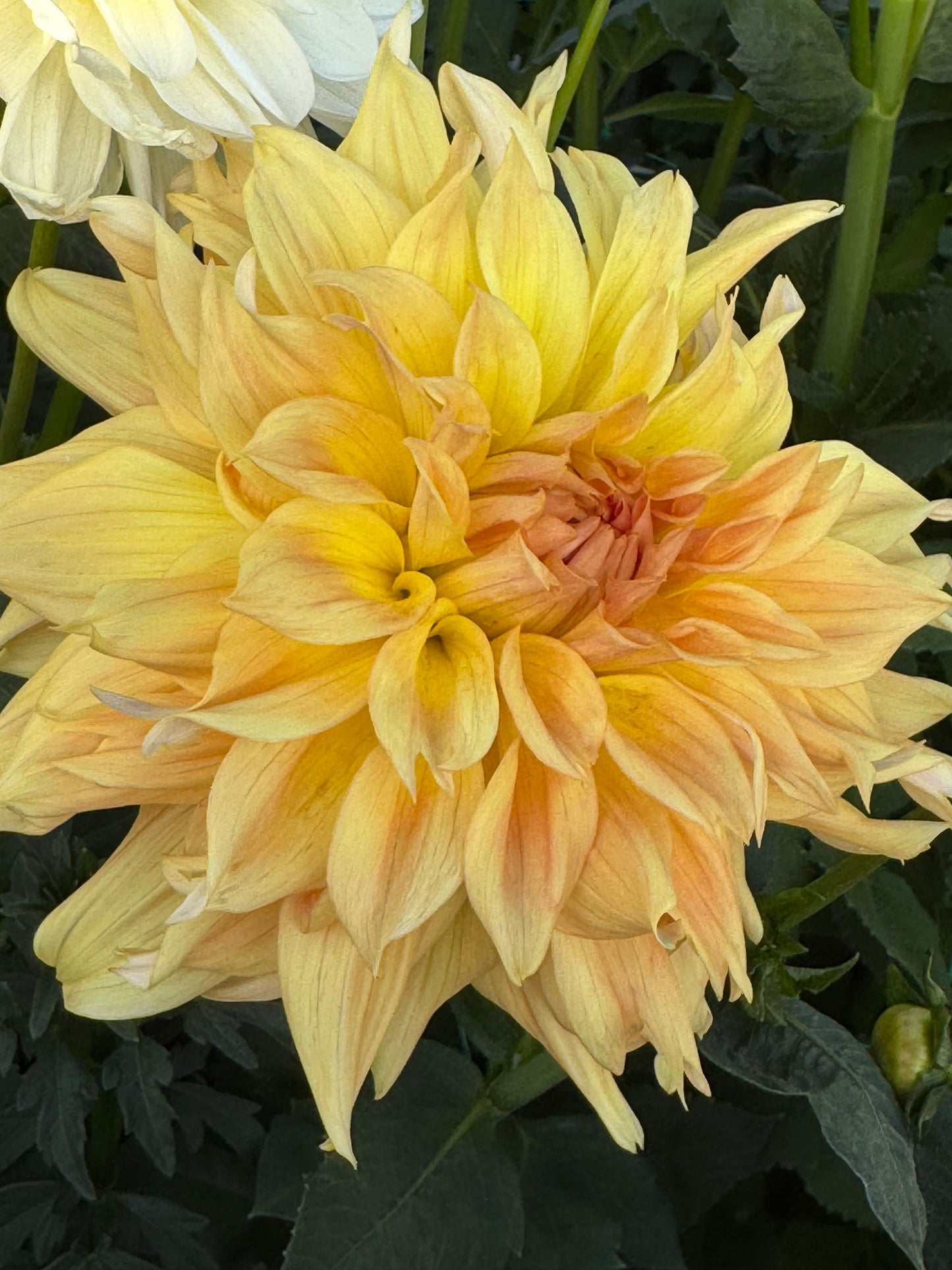 Goshen Giant (Pot Tubers)