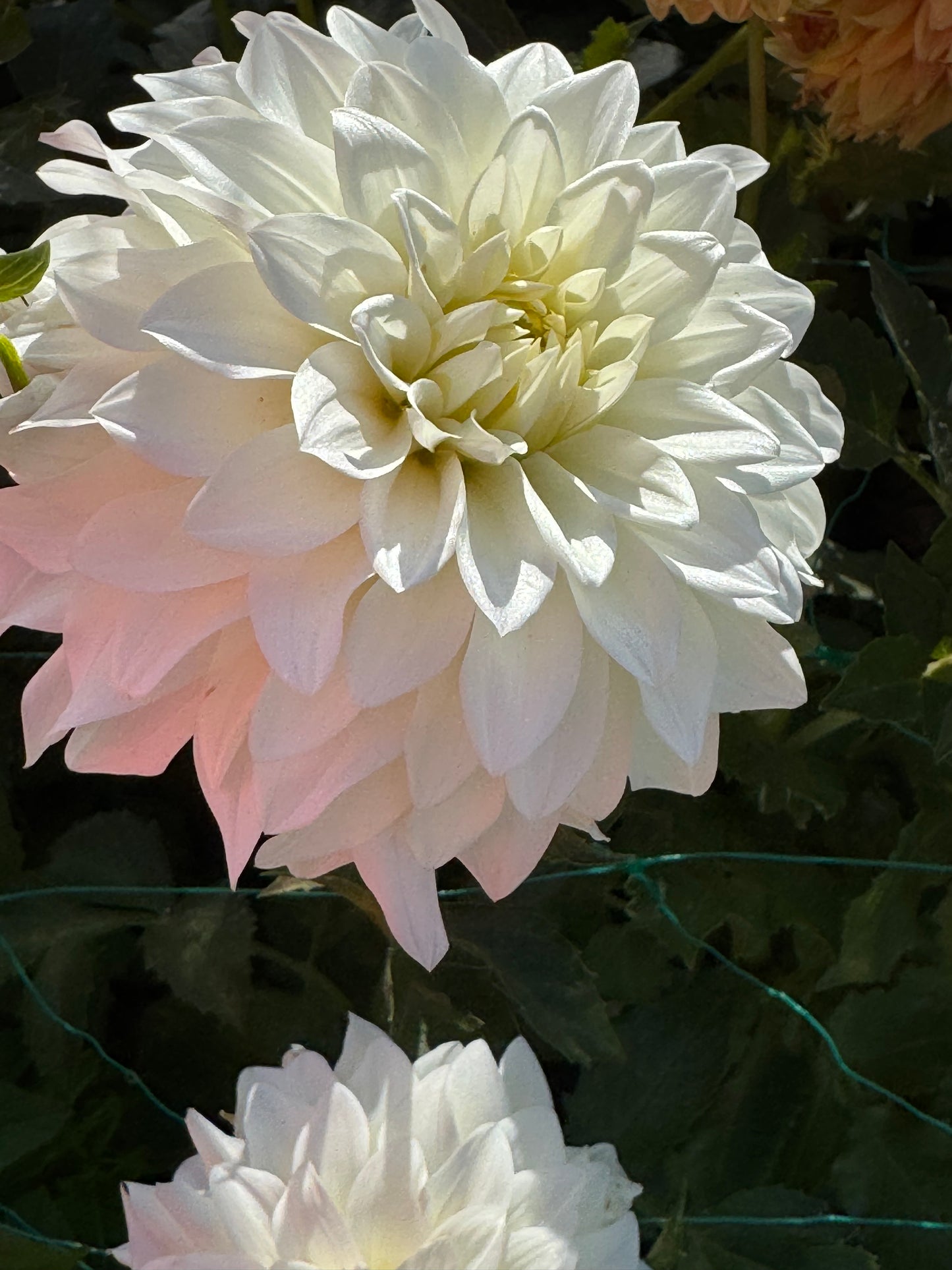 Bloomquist Snowy (Pot Tubers)