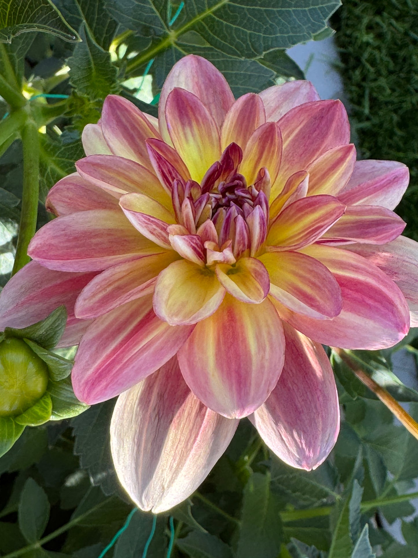 Happy Butterfly (Pot Tubers)