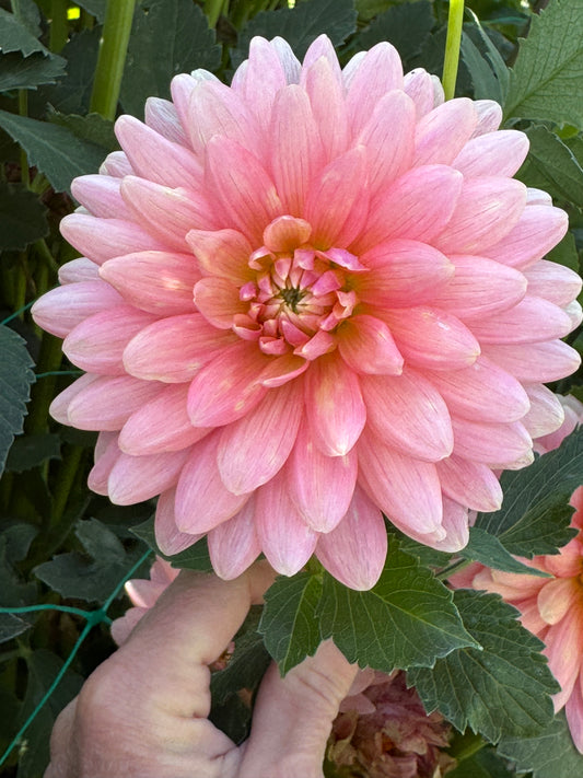 Flamingo (Pot Tubers)