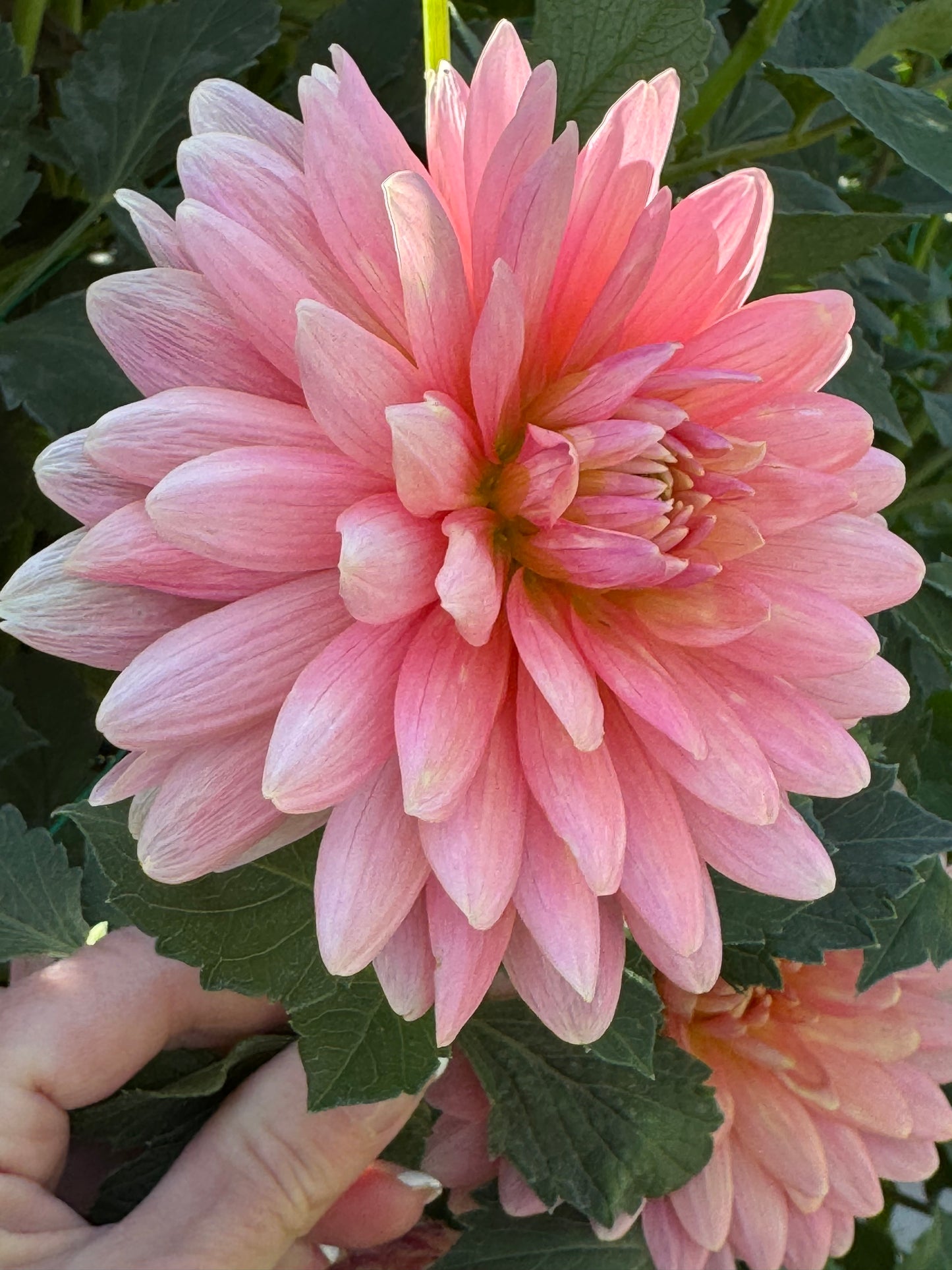 Flamingo (Pot Tubers)