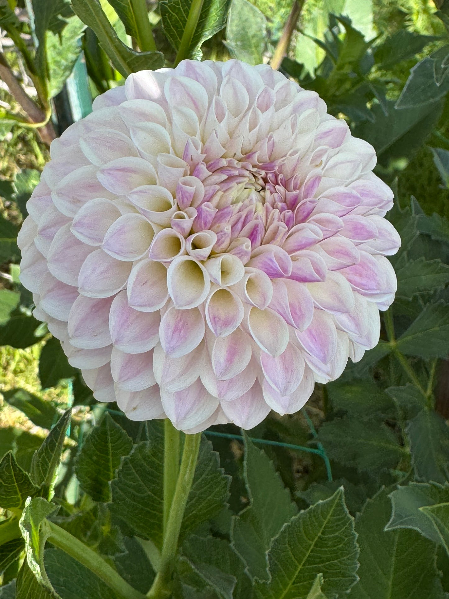 Tahoma Kelli (Pot Tubers)