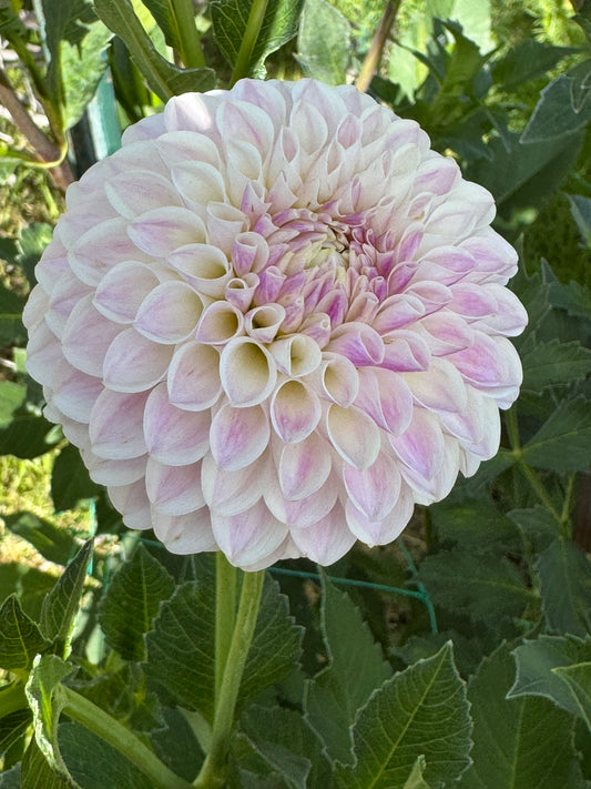 Tahoma Kelli (Pot Tubers)