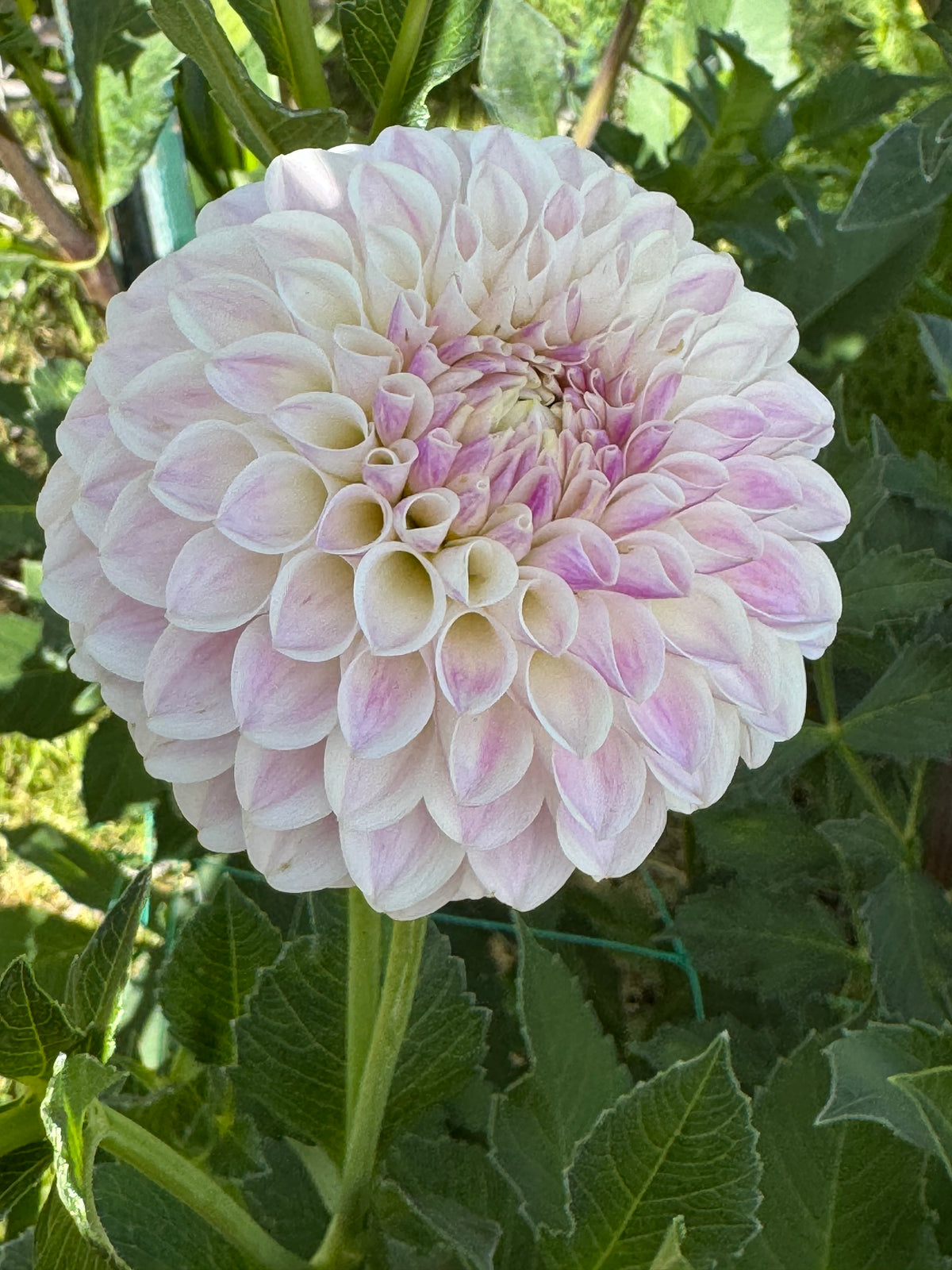 Tahoma Kelli