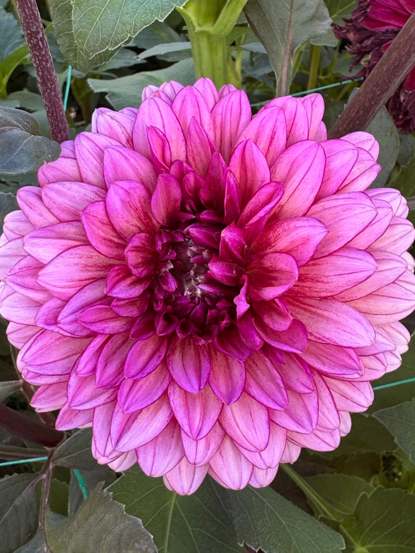 Molly Raven (Pot Tubers)