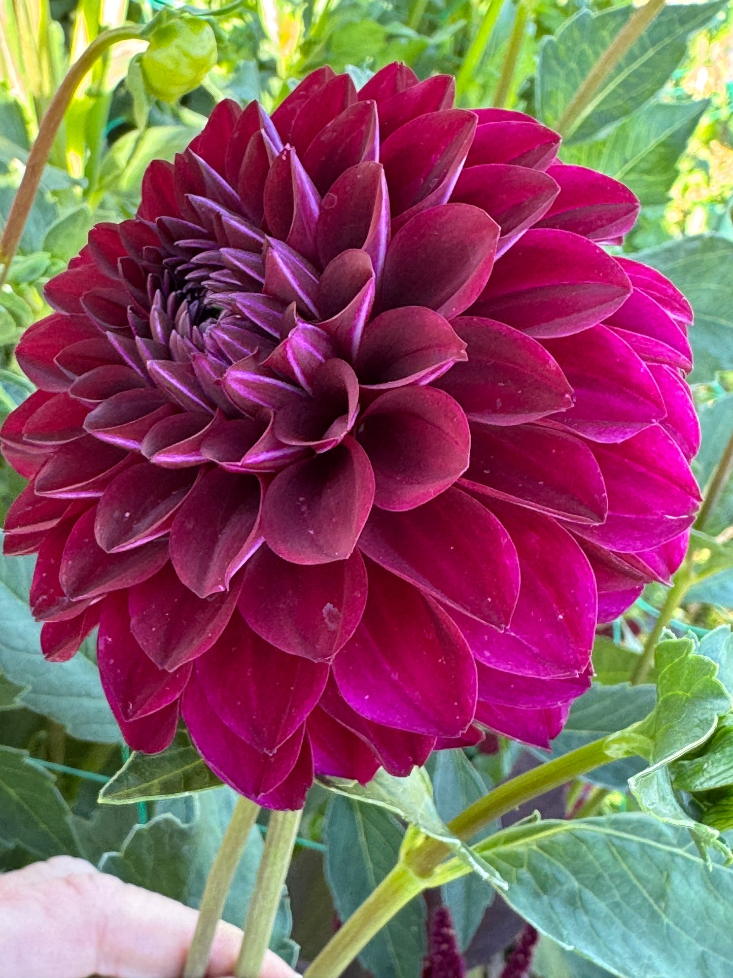 Ice Tea (Pot Tubers)