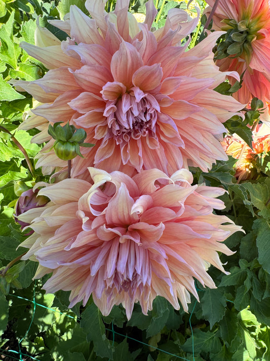 Sherwood Peach (Pot Tubers)