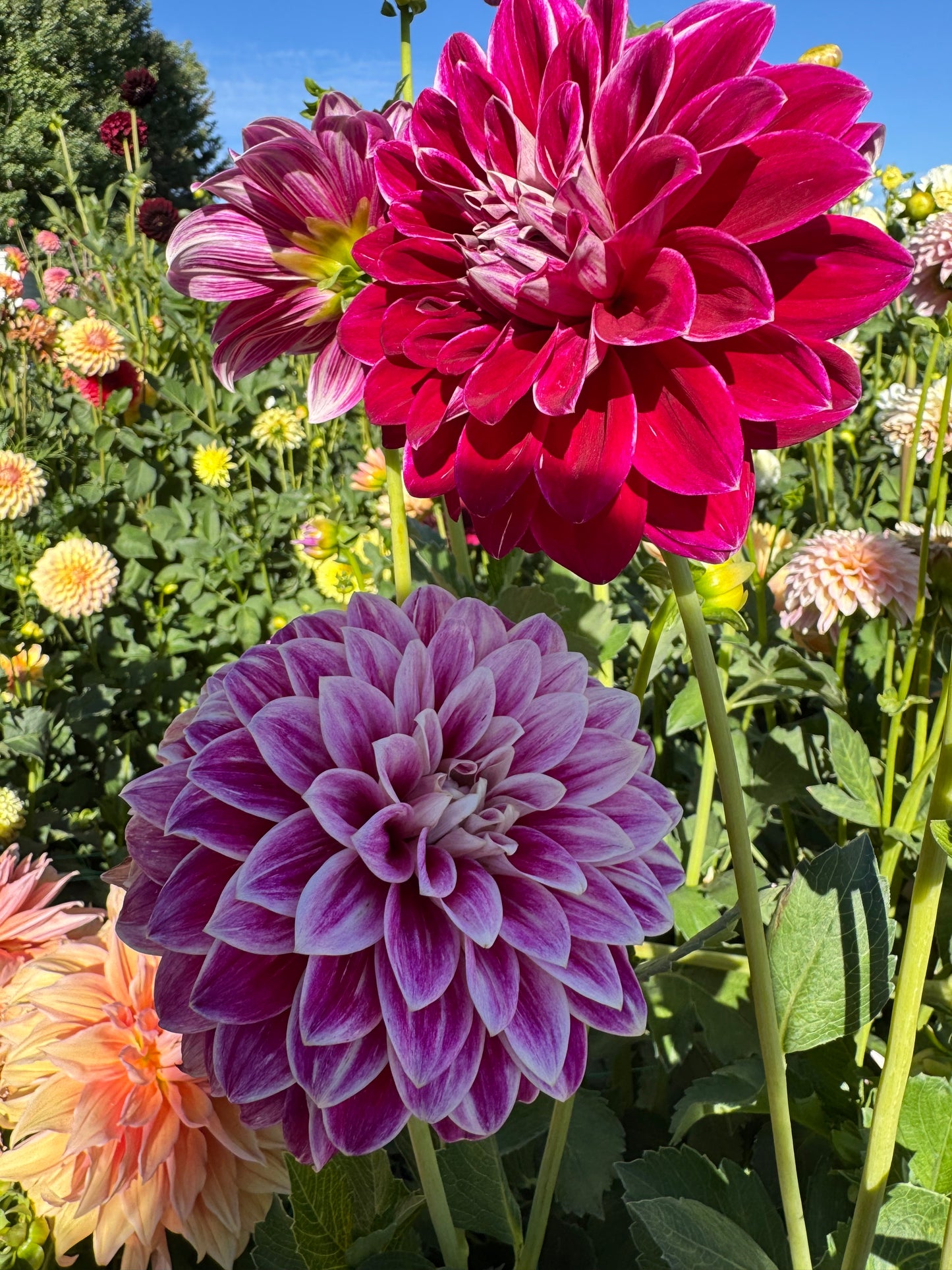 Bradley Aaron (Pot Tubers)