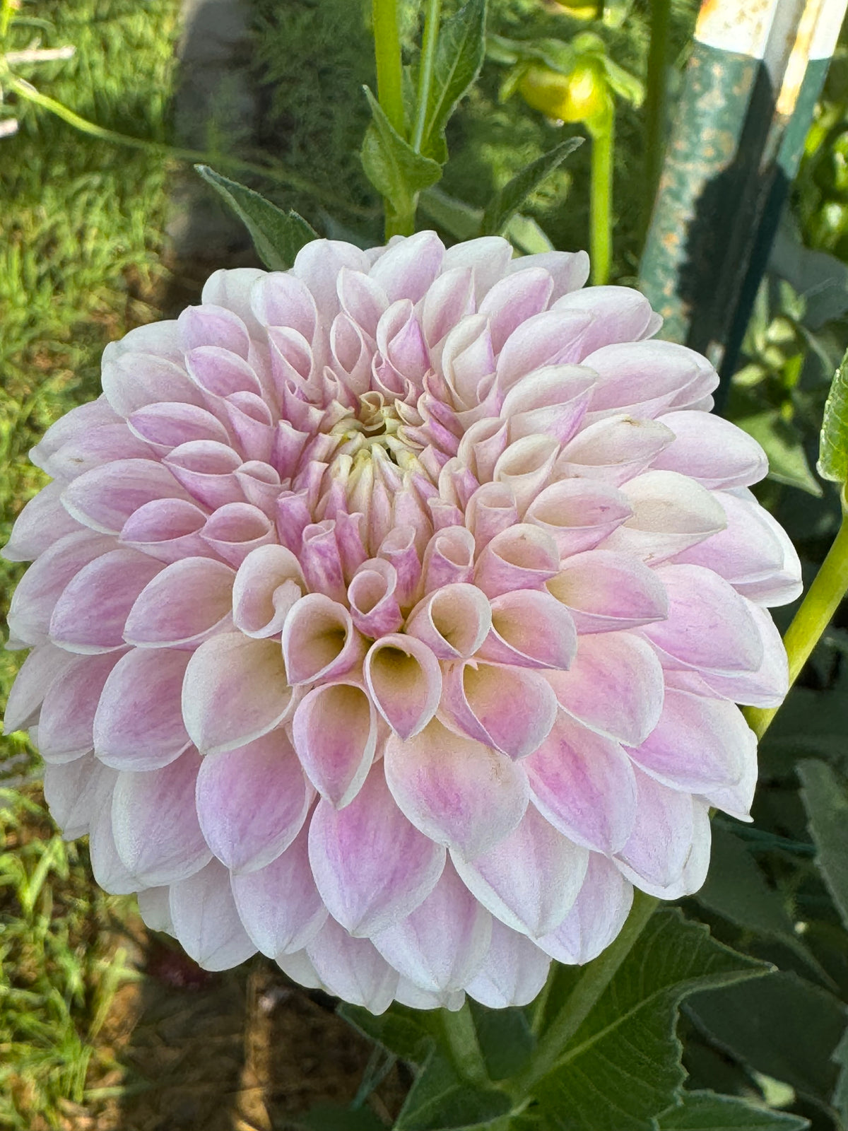 Tahoma Kelli