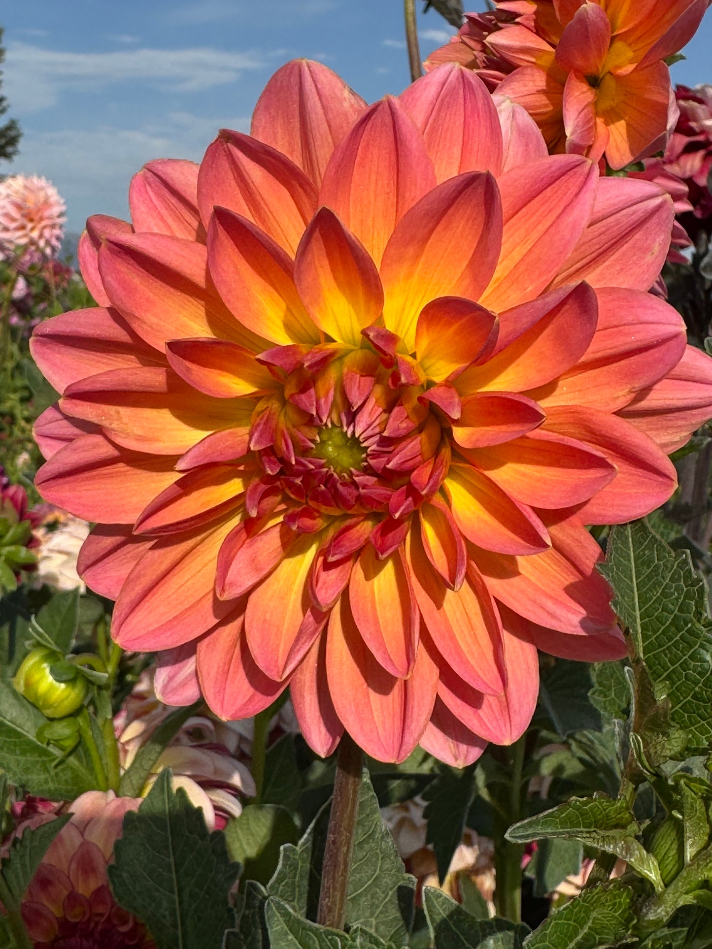 Mak's Betty Lynn (Pot Tubers)