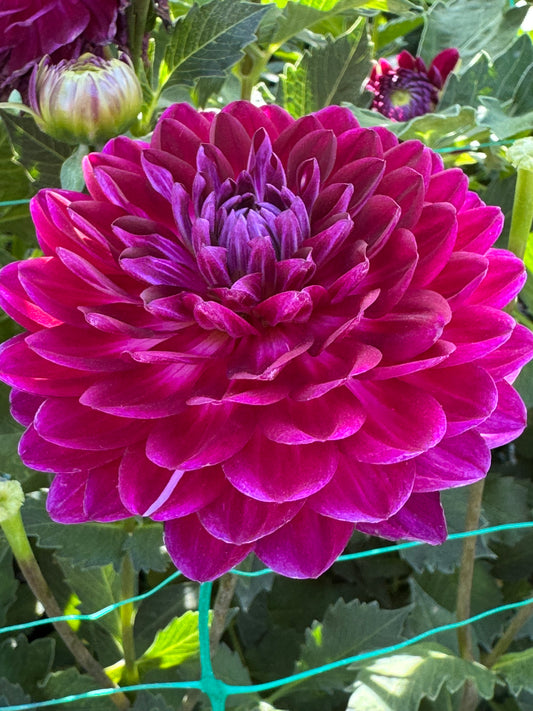 Sandia Bertha (Pot Tubers- small)