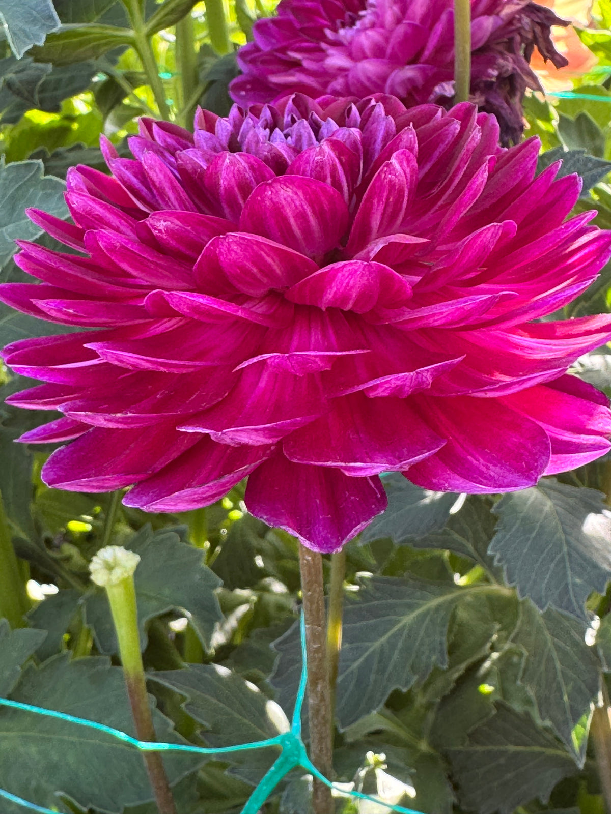Sandia Bertha