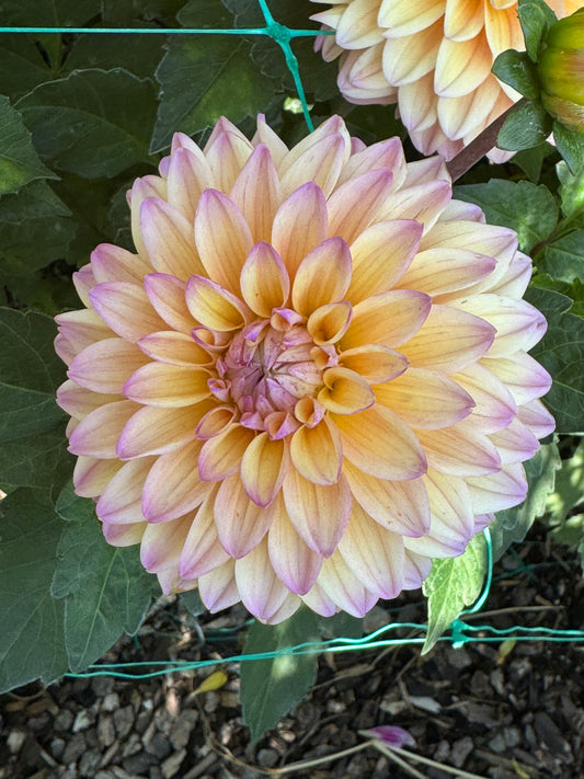 Mondriaan (Pot Tubers)