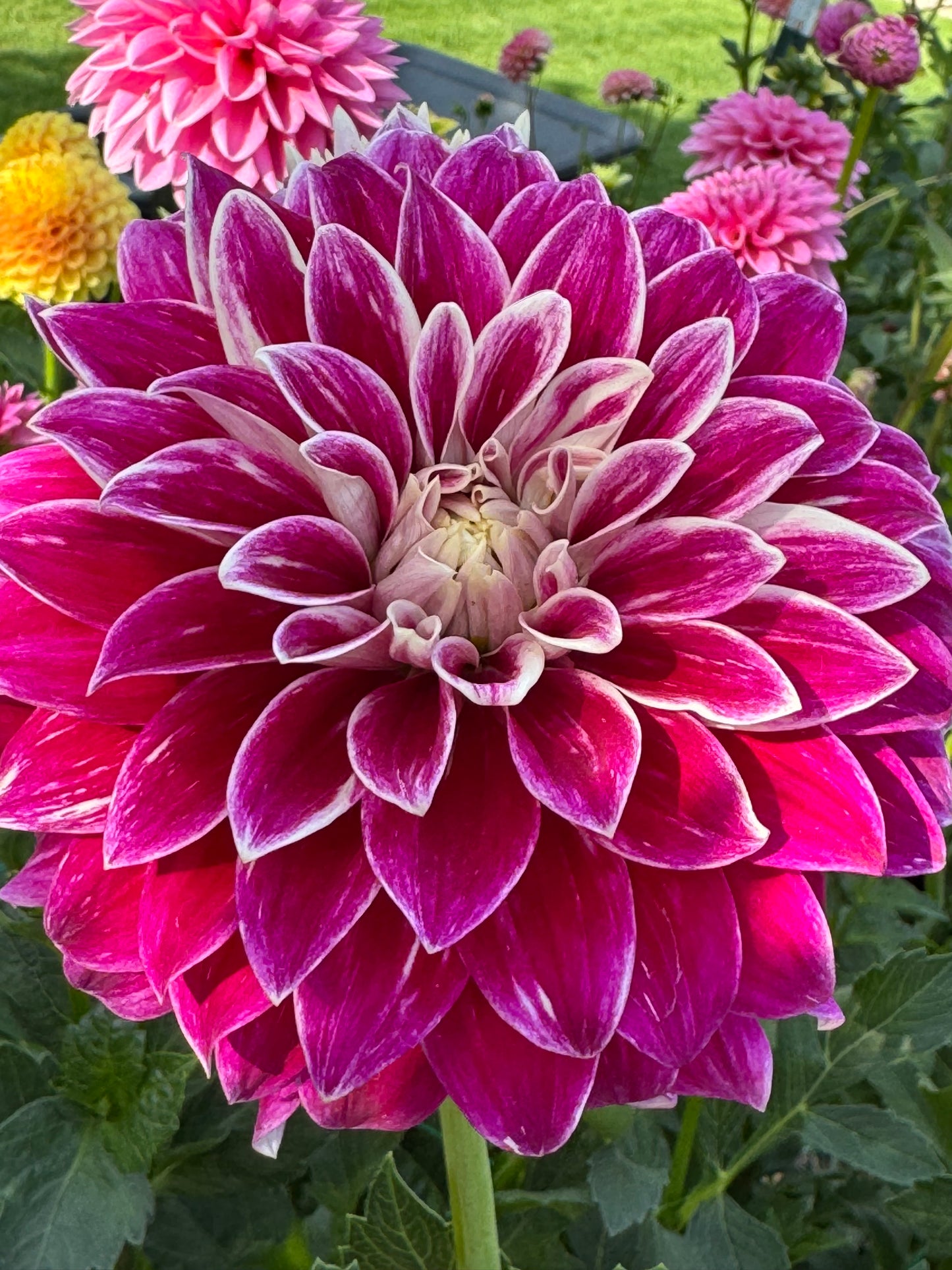 Bradley Aaron (Pot Tubers)