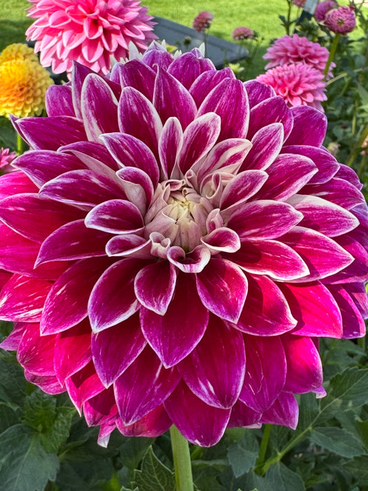 Bradley Aaron (Pot Tubers)