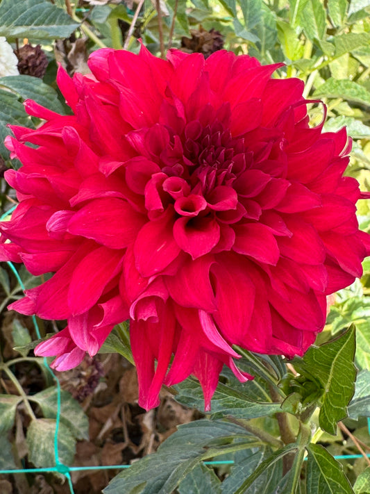 Bloomquist Compelling (Pot Tubers)