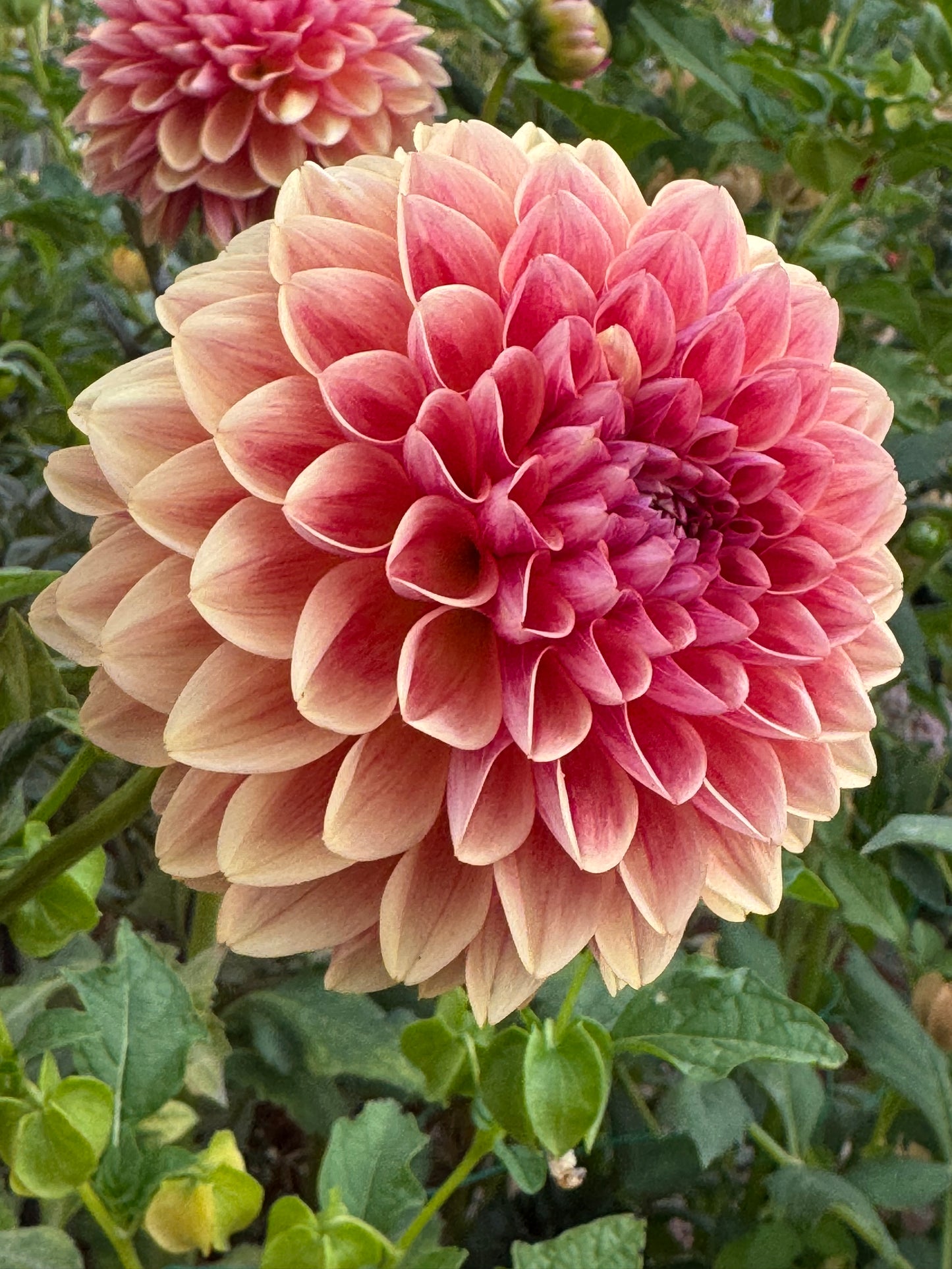 All That Jazz ( Pot Tubers)