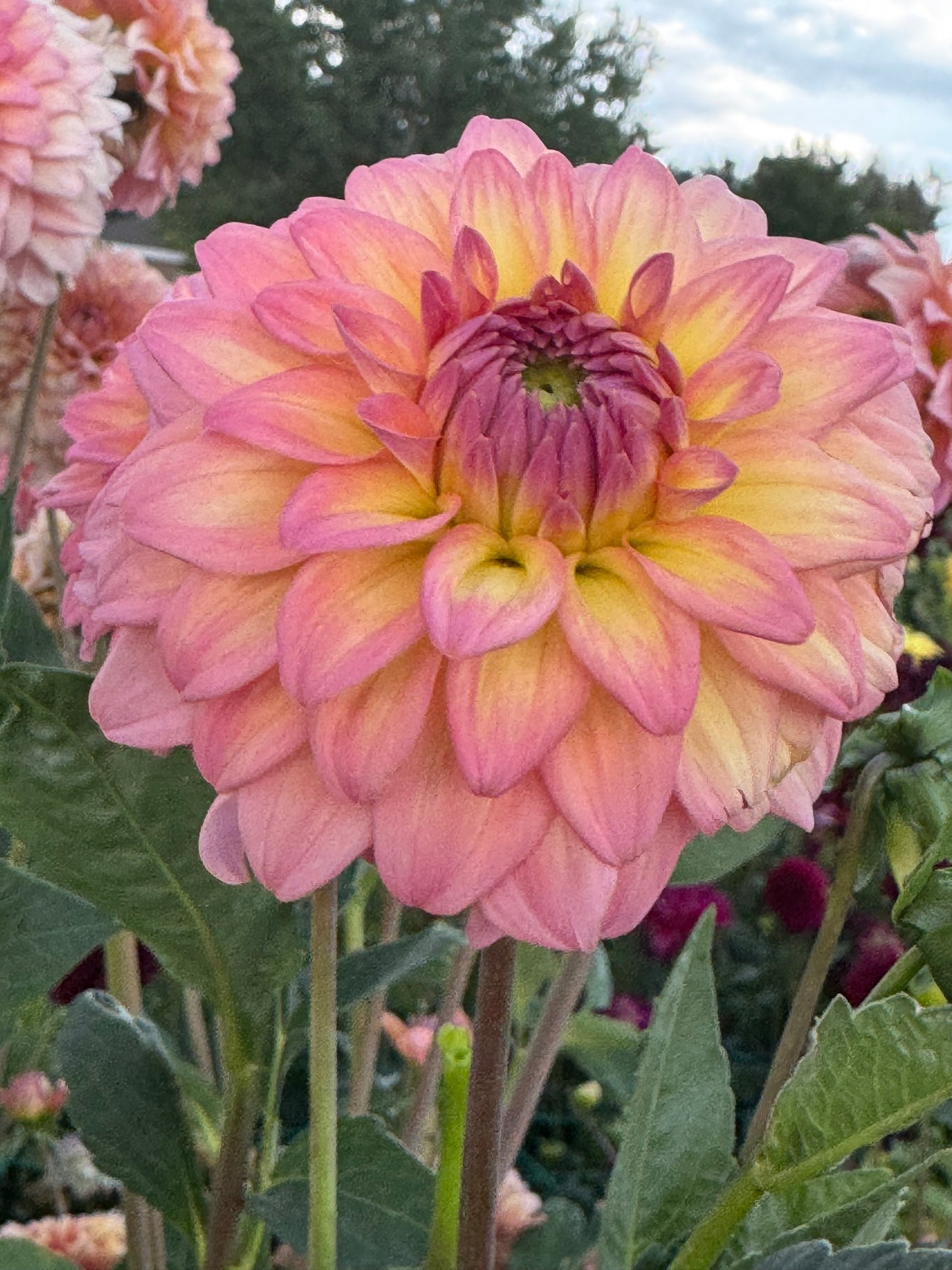 Bloomquist Parasol (Pot Tubers)