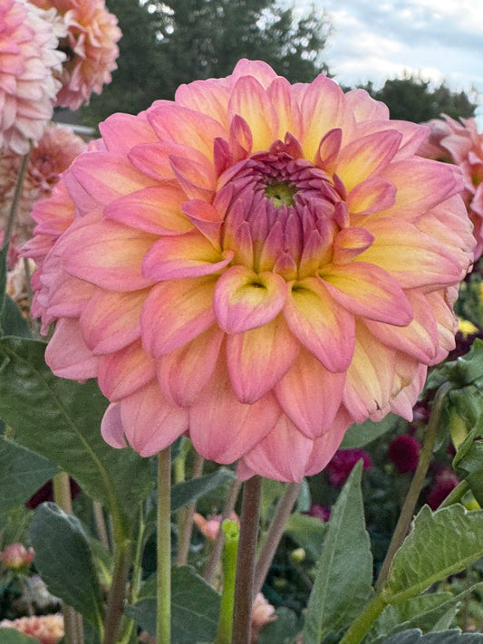 Bloomquist Parasol (Pot Tubers)