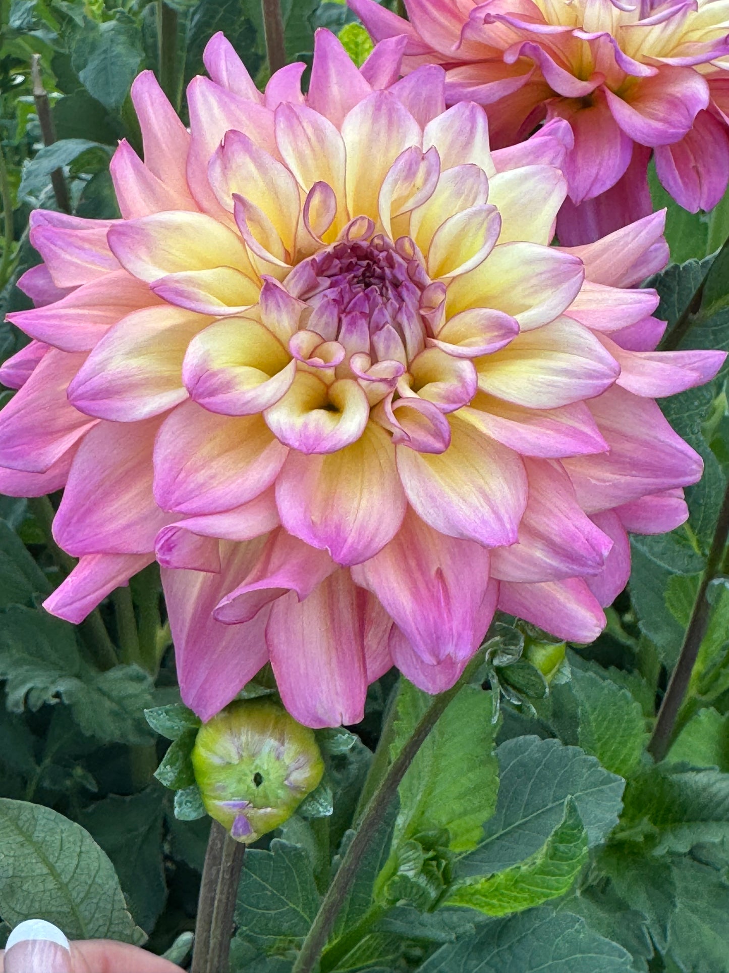 Spoiled Rotten (Pot Tubers)