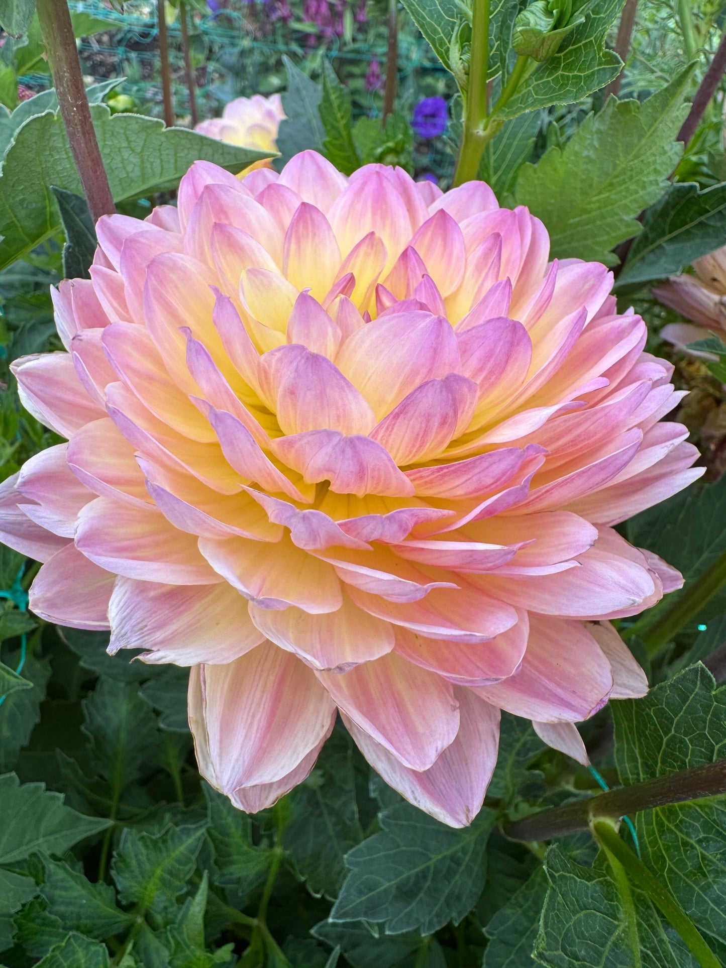 Sandia Bliss (Pot Tubers- small)