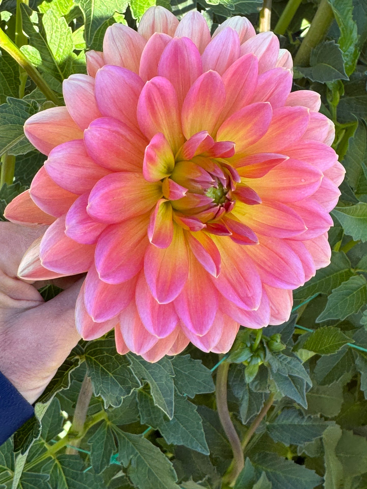 Mak's Betty Lynn (Pot Tubers)