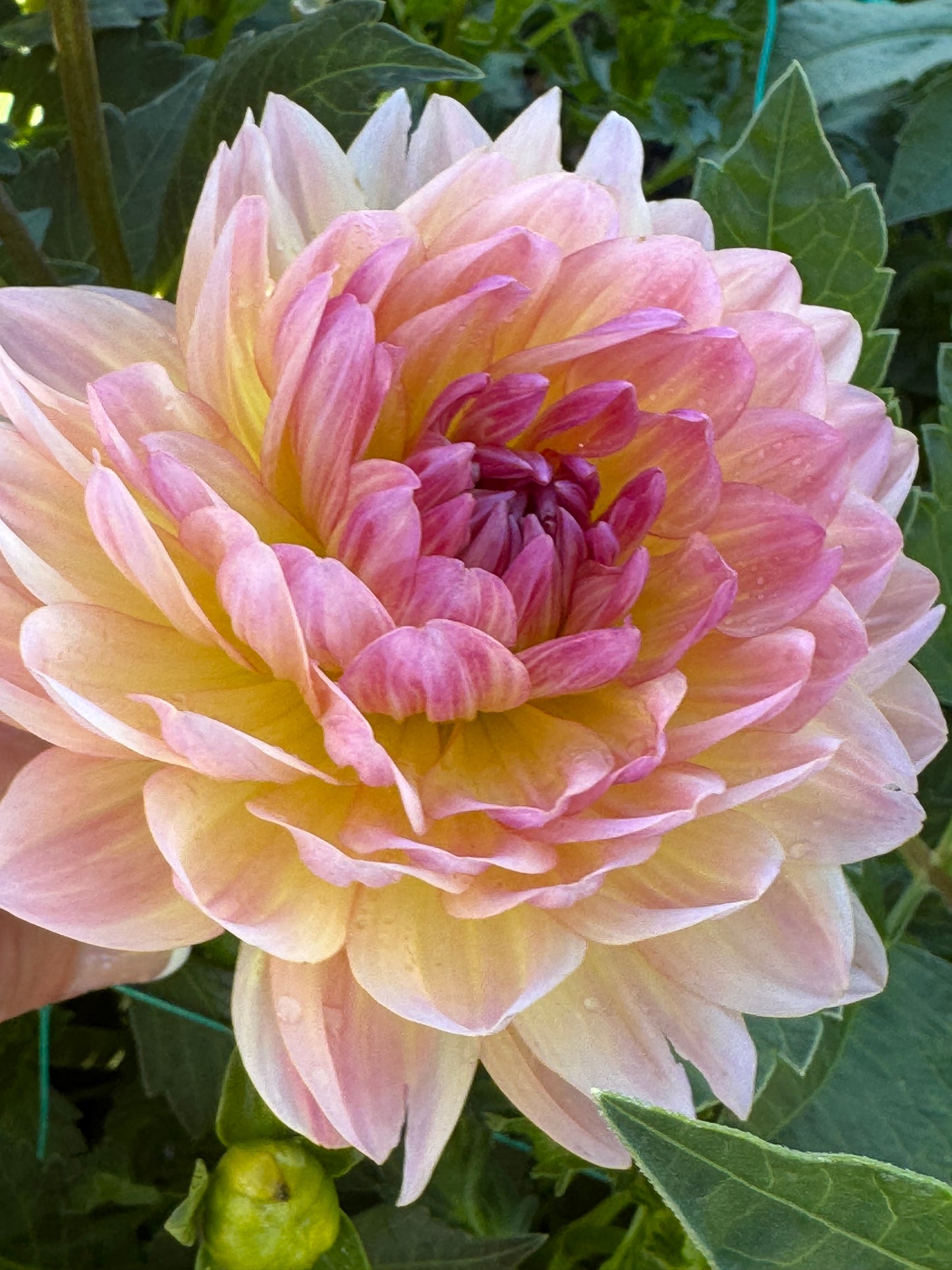 Sandia Bliss (Pot Tubers- small)