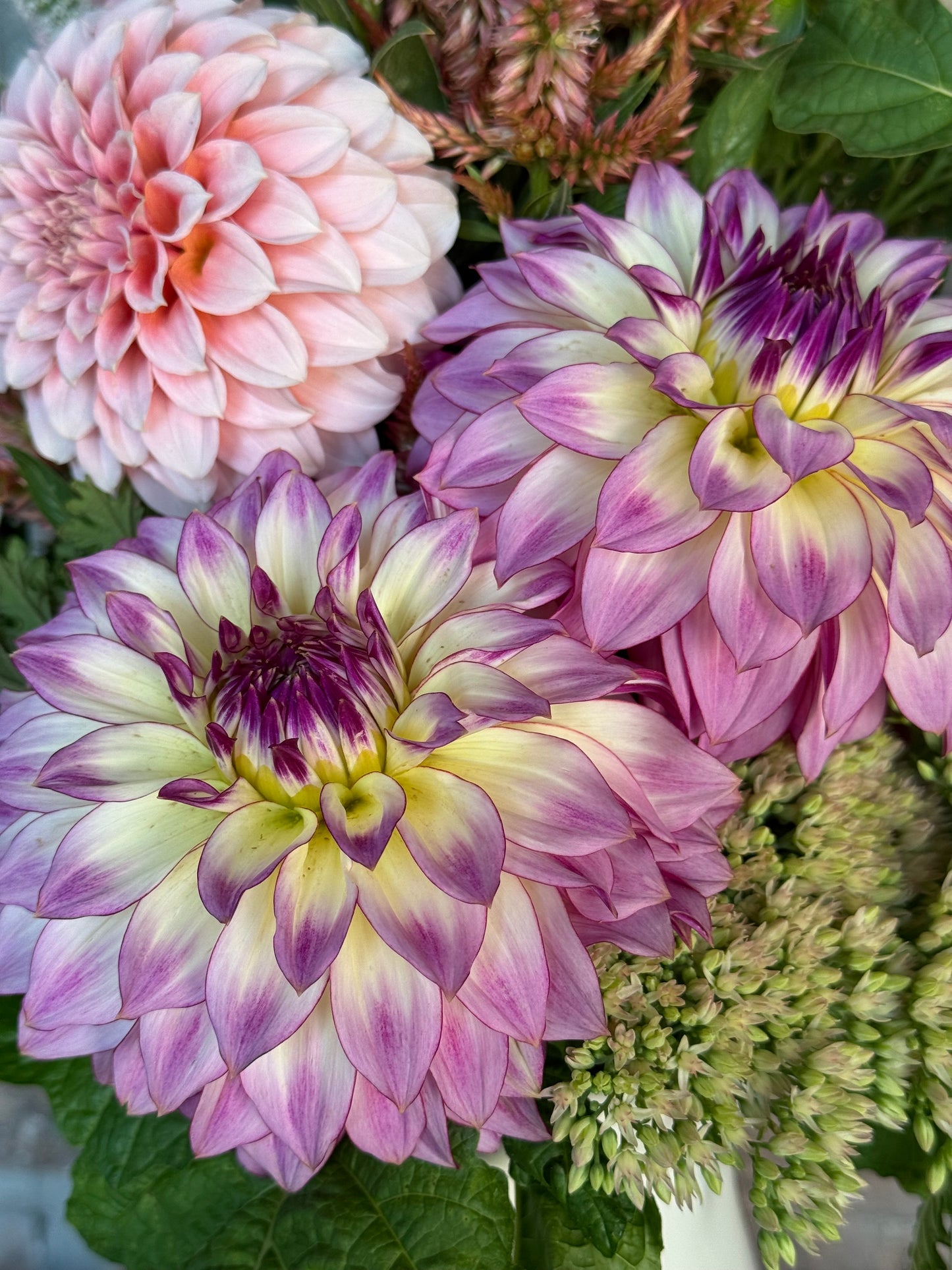 Bloomquist Jody Lynn (Pot Tubers)