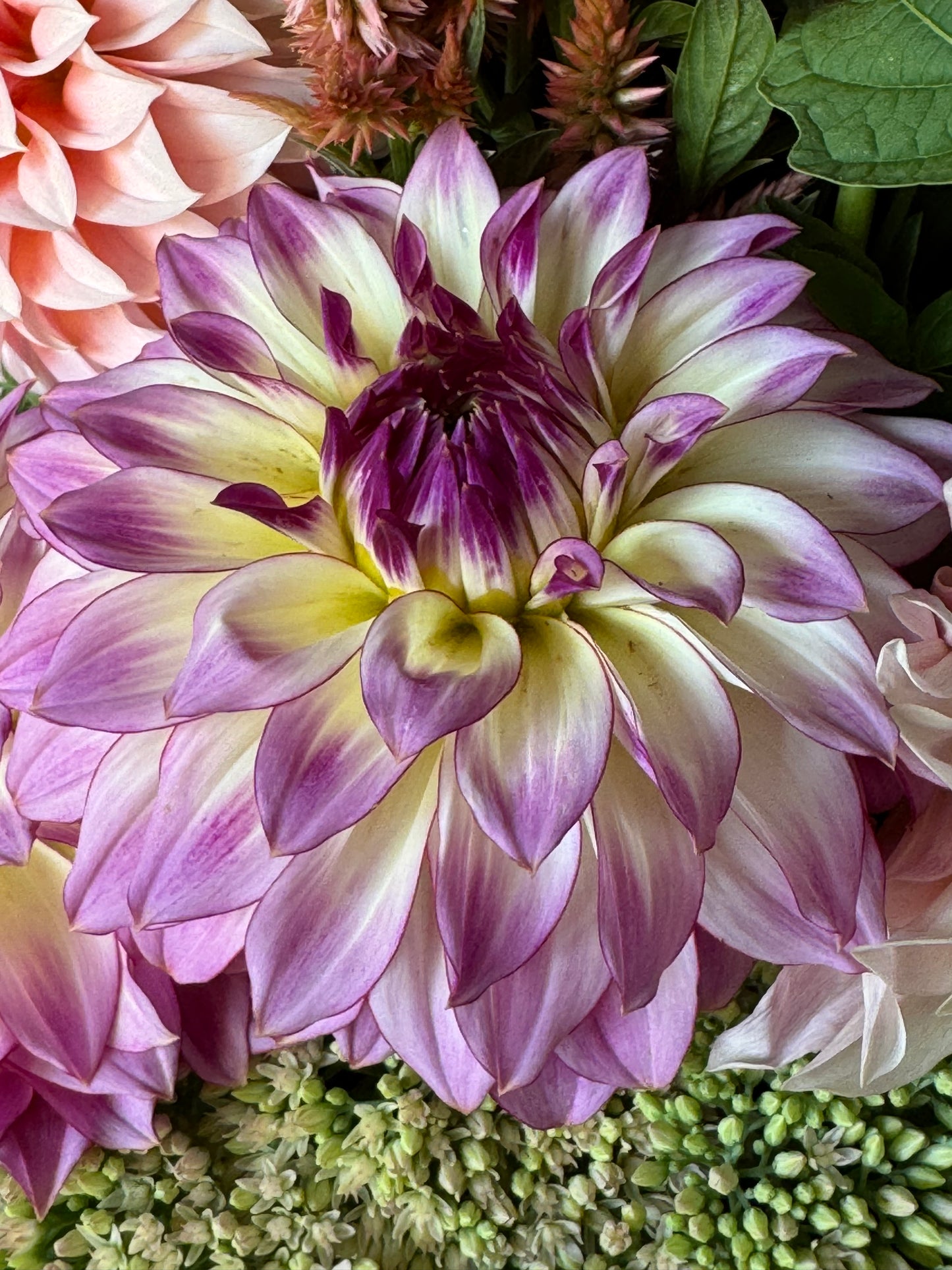 Bloomquist Jody Lynn (Pot Tubers)