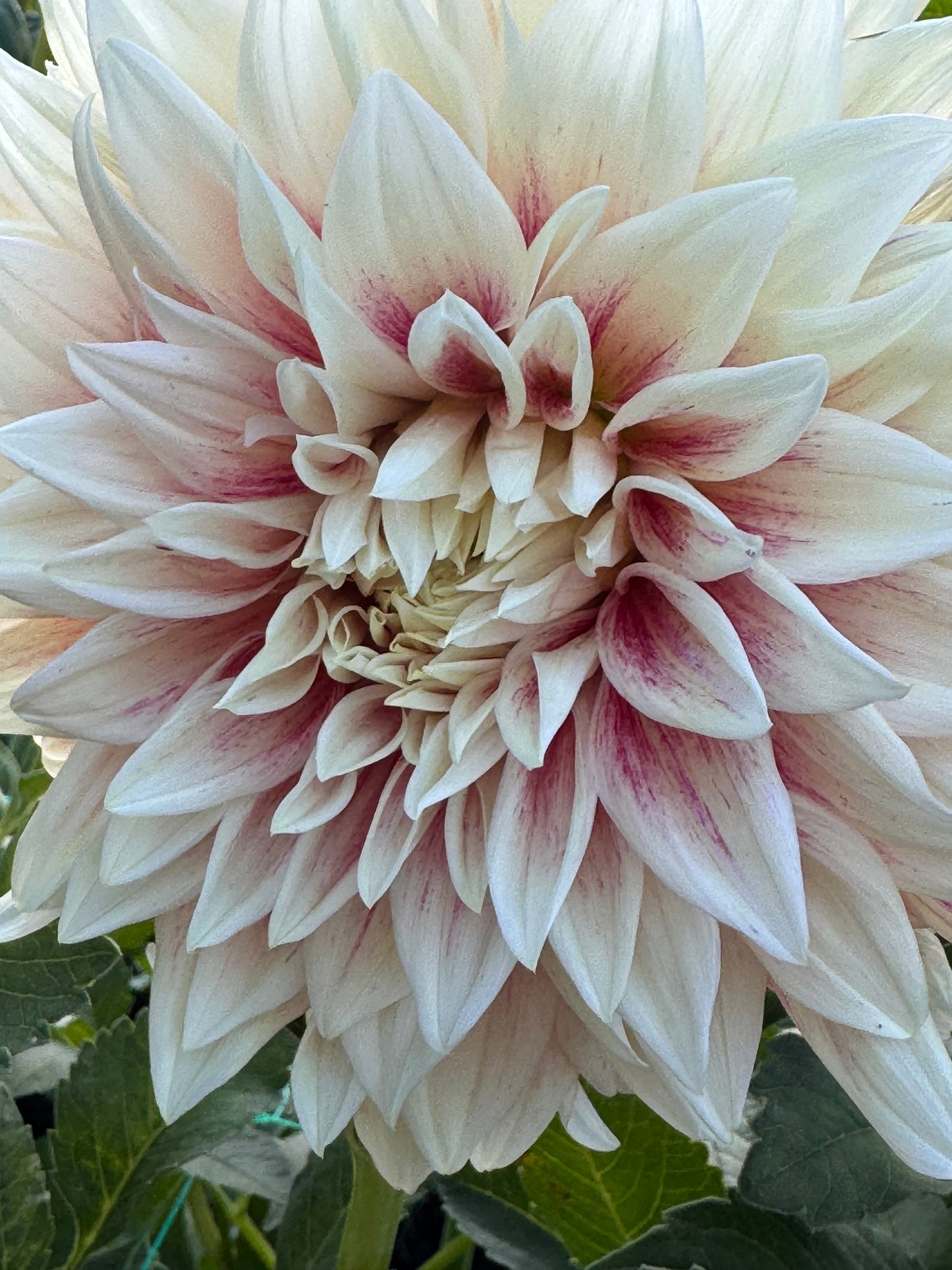 Ice Cube (Pot Tubers)