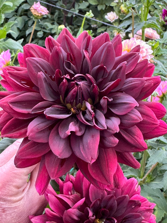 Sam Hopkins (Pot Tubers)