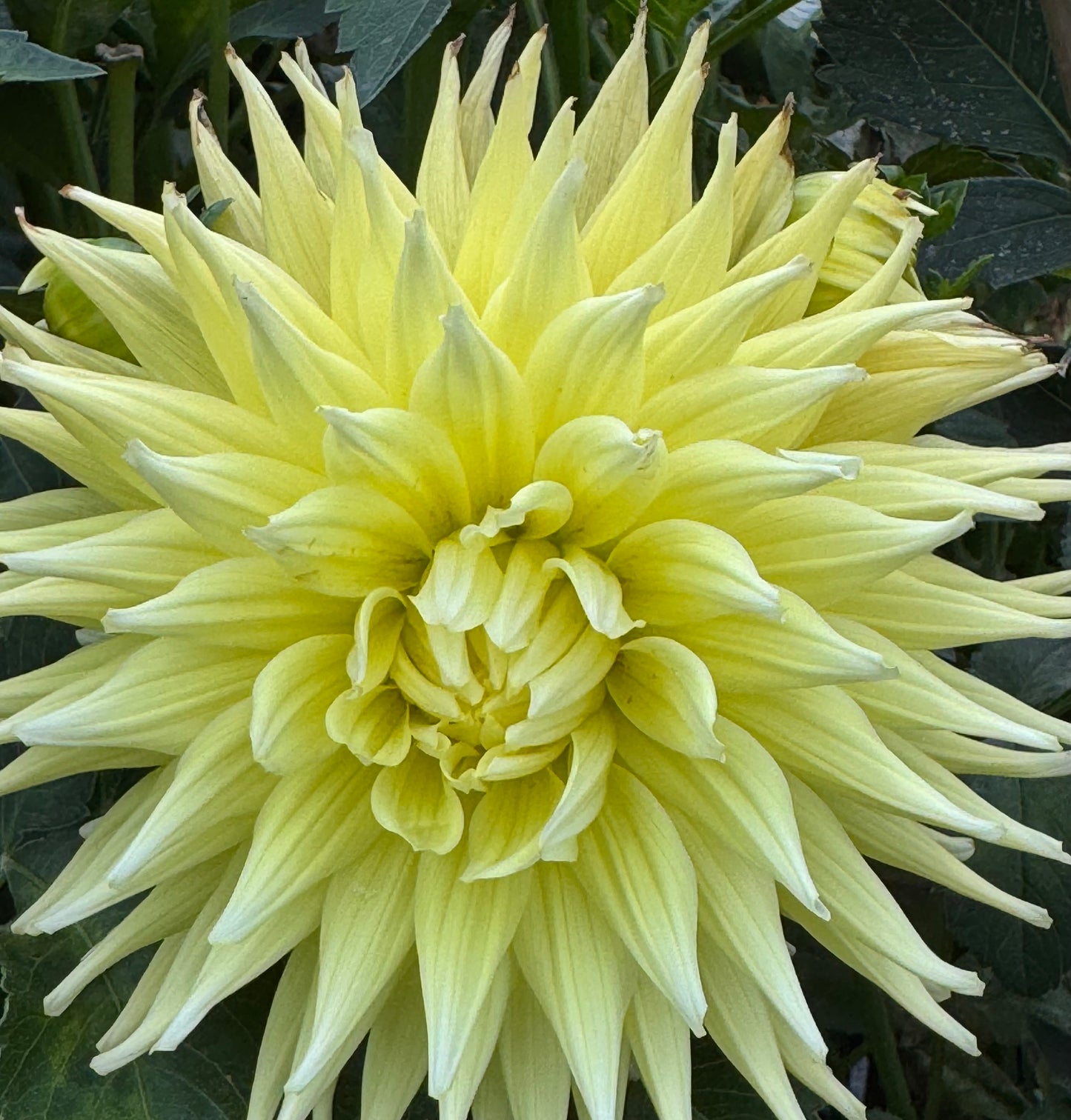 Mak's Marshall (Pot Tubers)