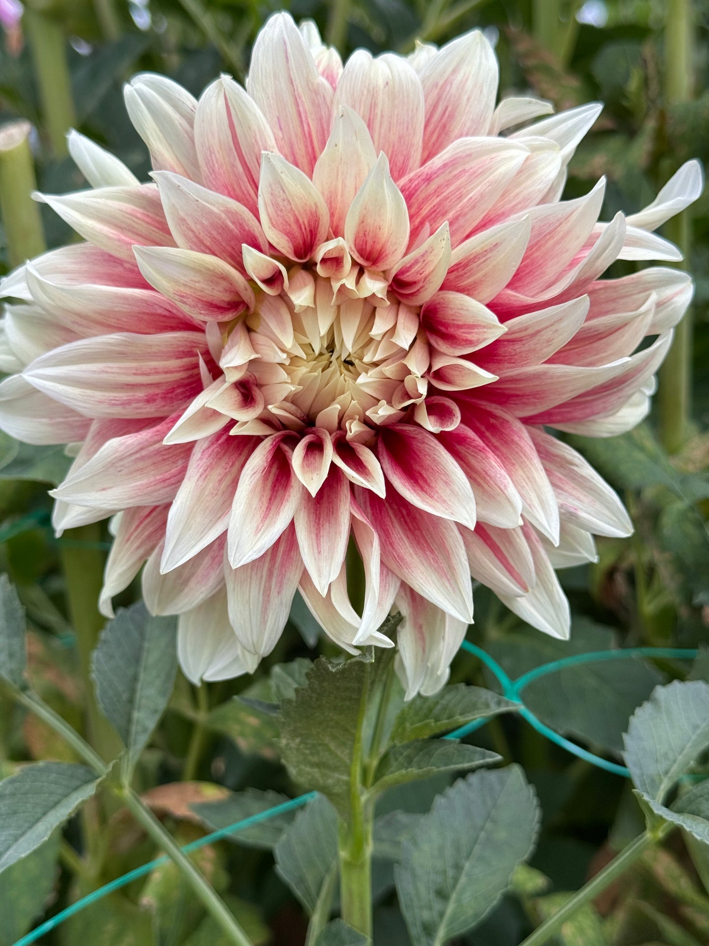 Ice Cube (Pot Tubers)