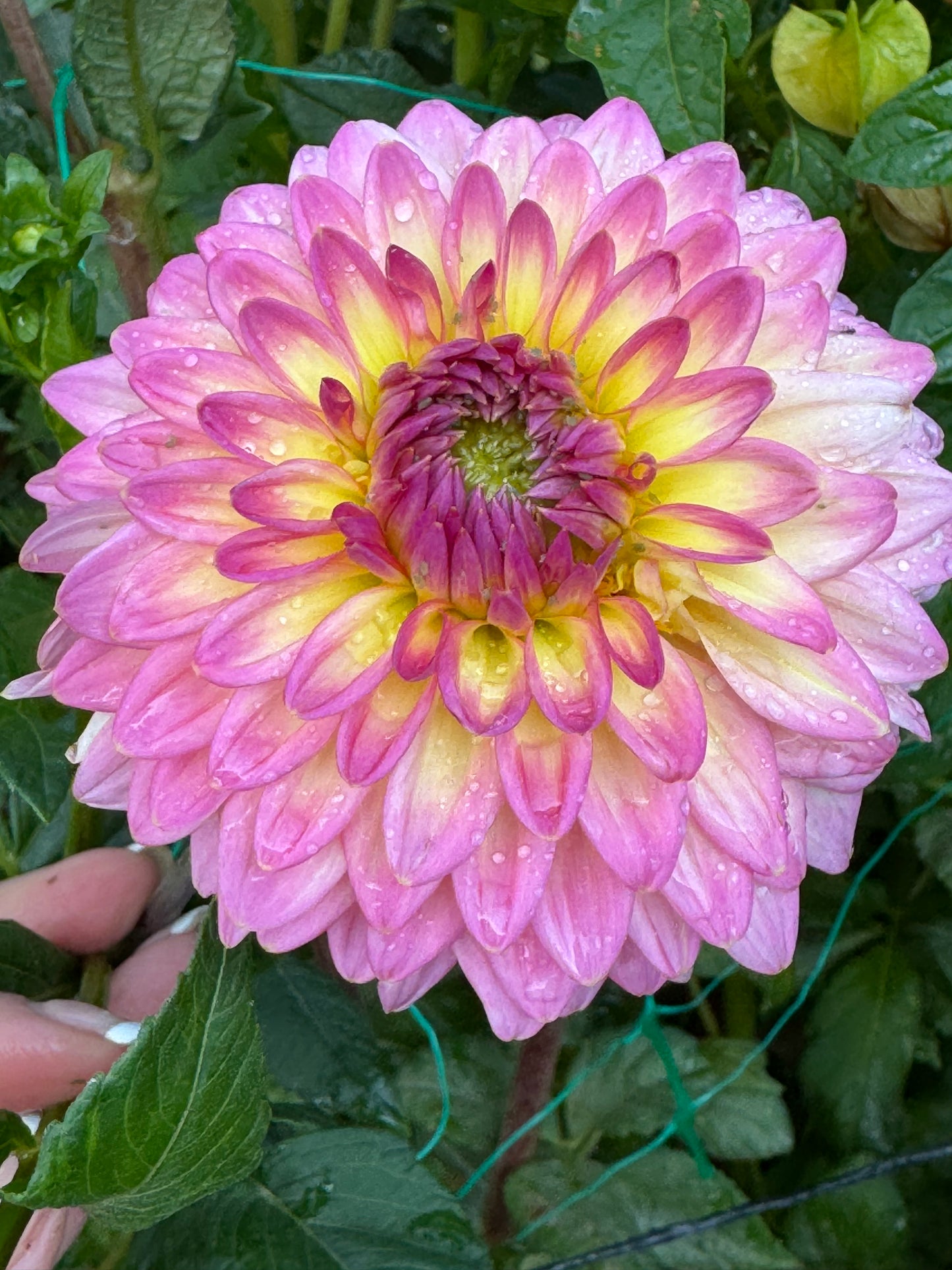 Bloomquist Parasol (Pot Tubers)