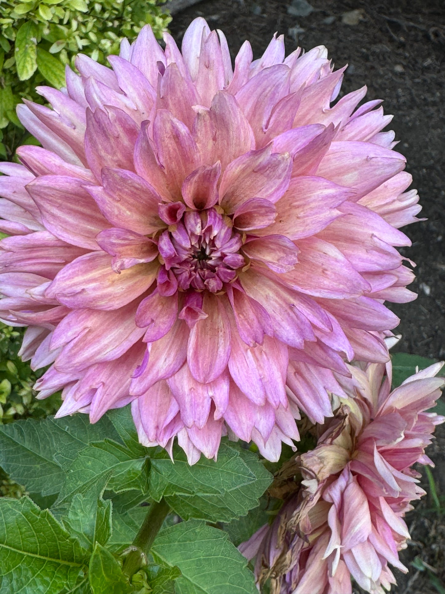 La Belle Epoque (Pot Tubers)