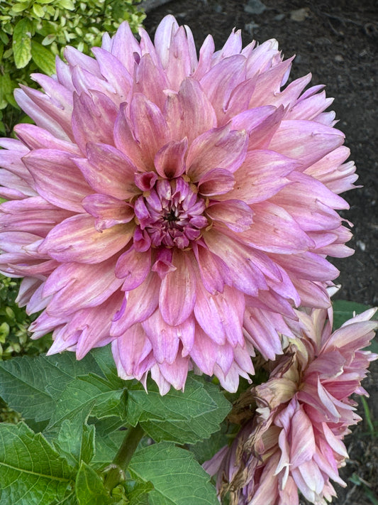 La Belle Epoque (Pot Tubers)