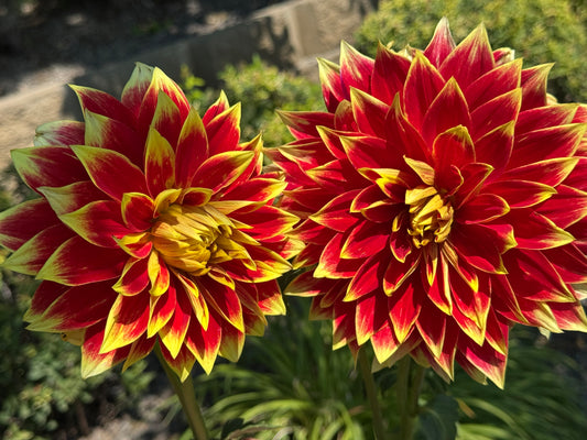 Ketchup and Mustard (Pot Tubers)