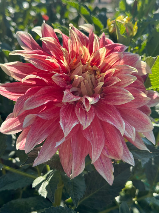 Ice Cube (Pot Tubers)