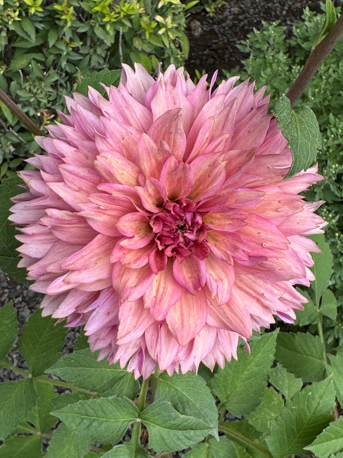 La Belle Epoque (Pot Tubers)