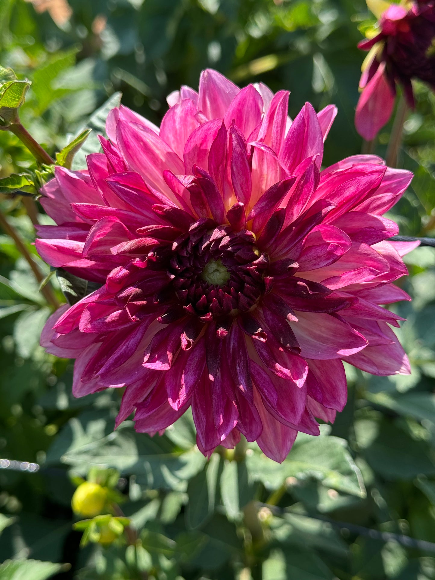 Bacardi (Pot Tubers)