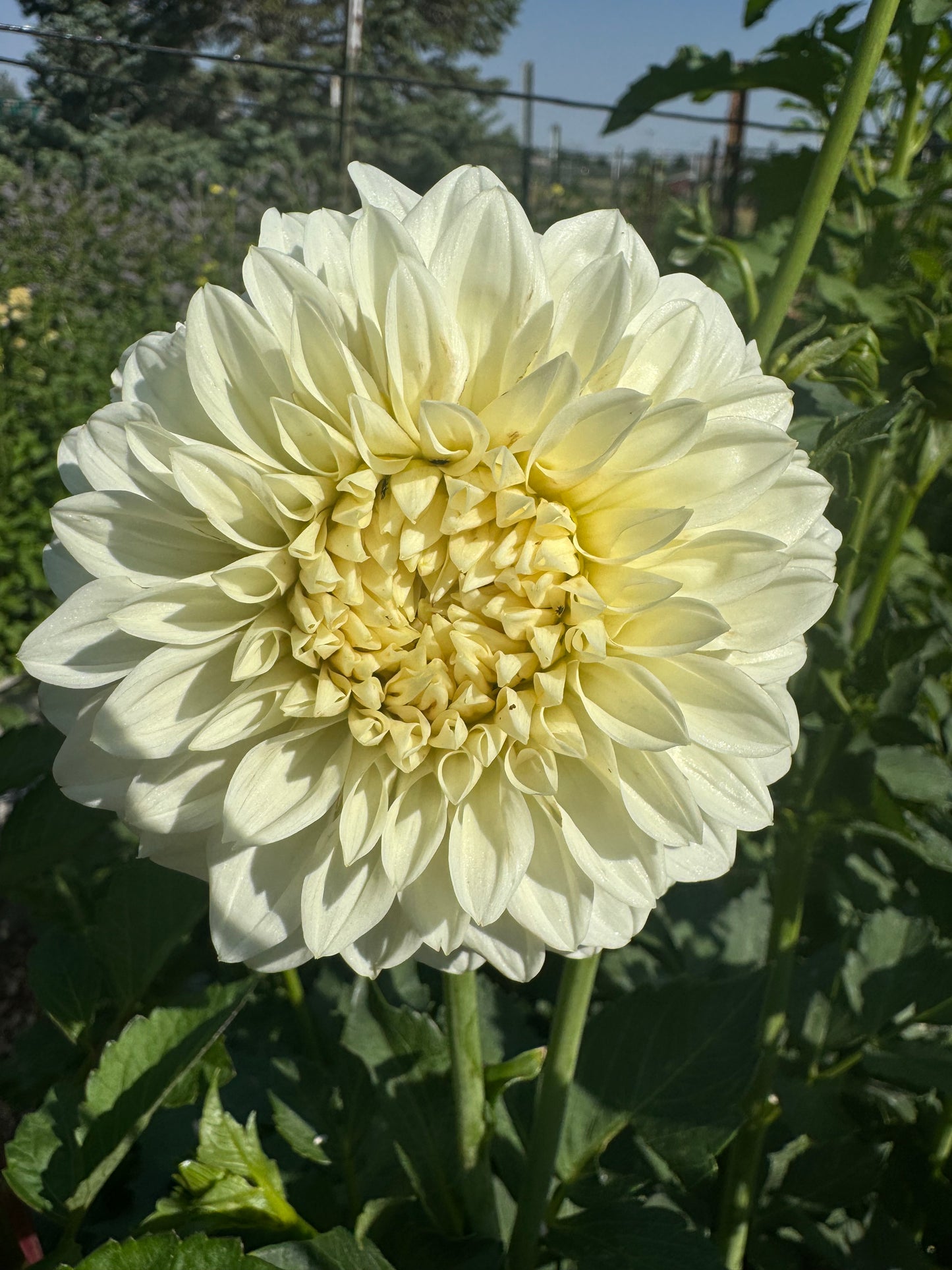 Coseytown Early Girl