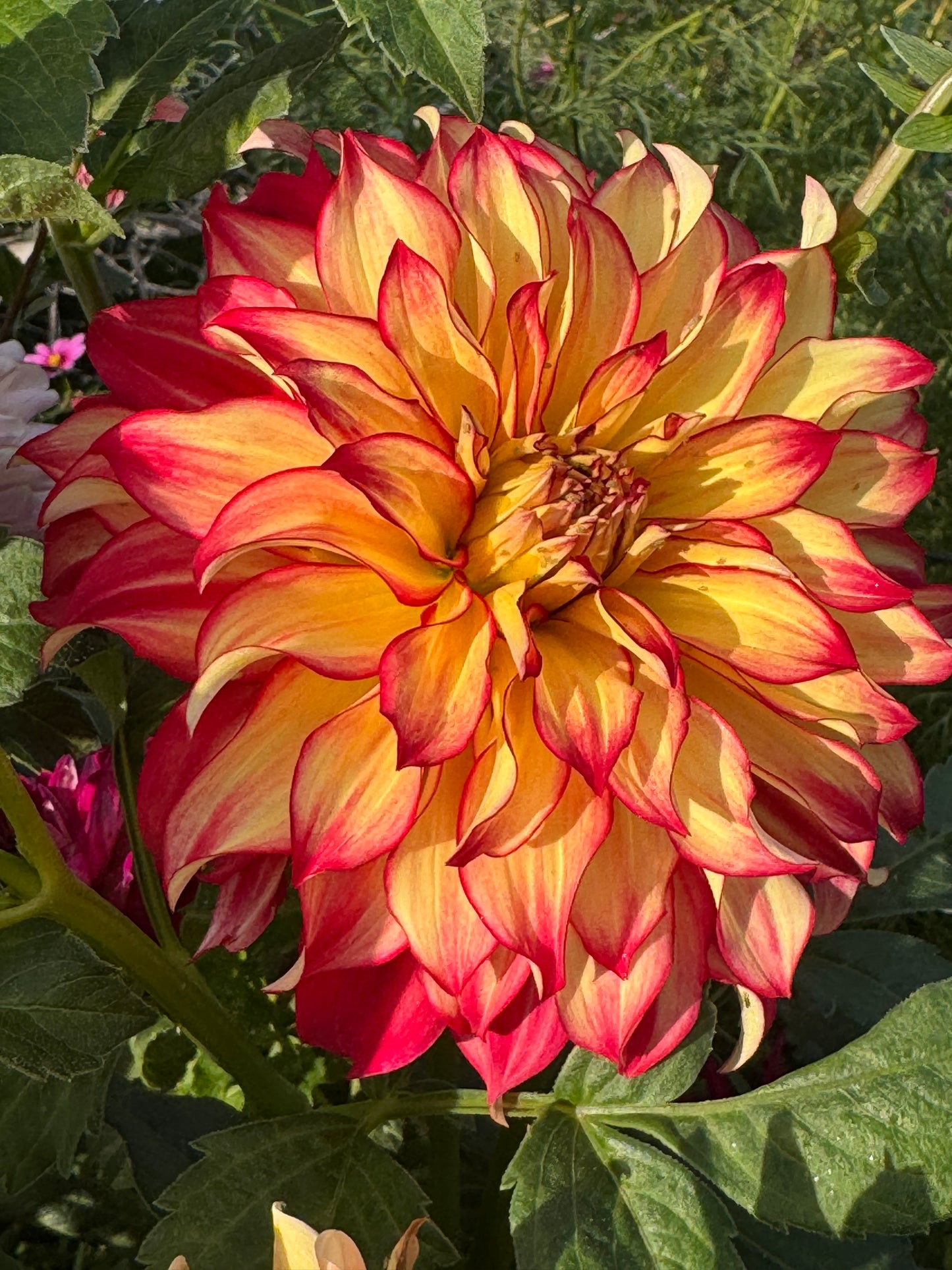 Lady Darlene (Pot Tubers)