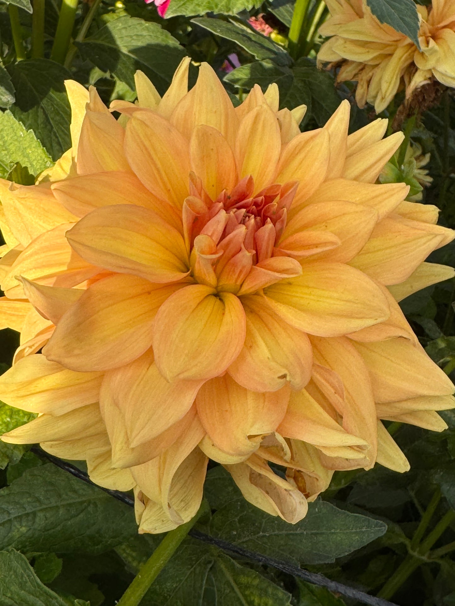 Honeymoon (Pot Tubers)