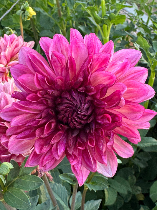 Bacardi (Pot Tubers)