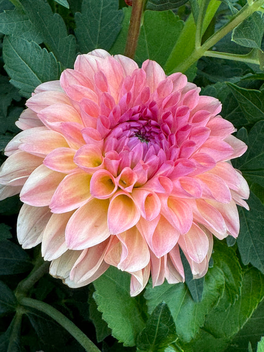 Sebastian (Pot Tubers- small)