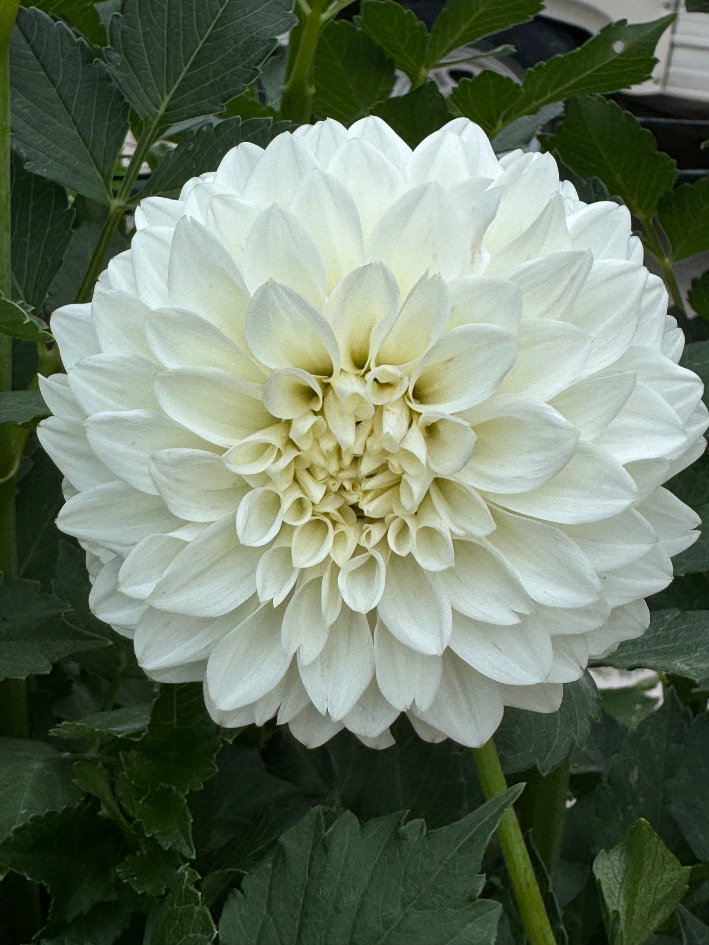 Coseytown Early Girl