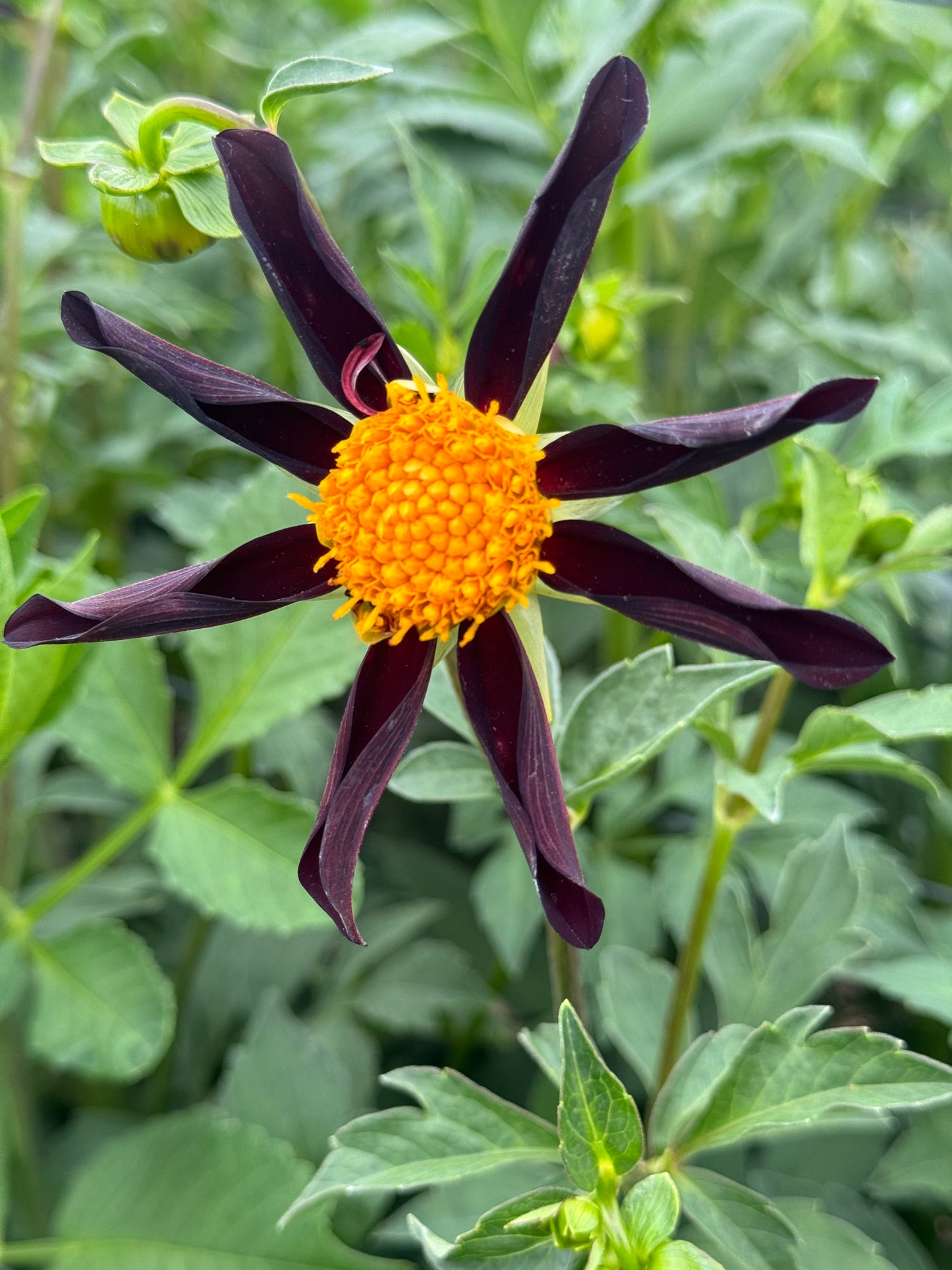 Veronne's Obsidian (Pot Tubers)